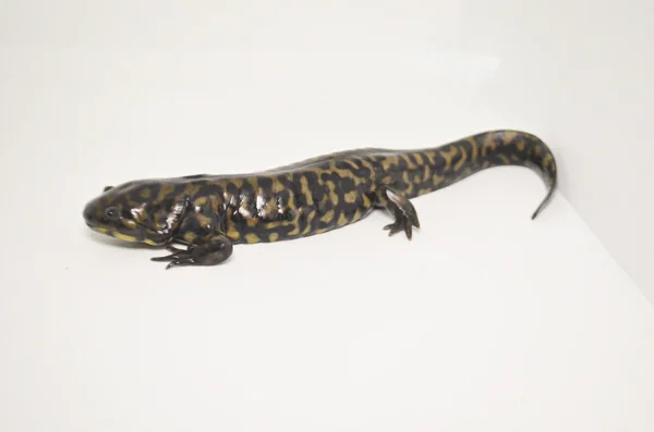 Tiger Salamander For Sale