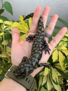 Tiger Salamander For Sale