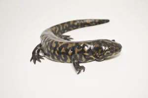 Tiger Salamander For Sale