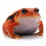 Tomato Frog For Sale