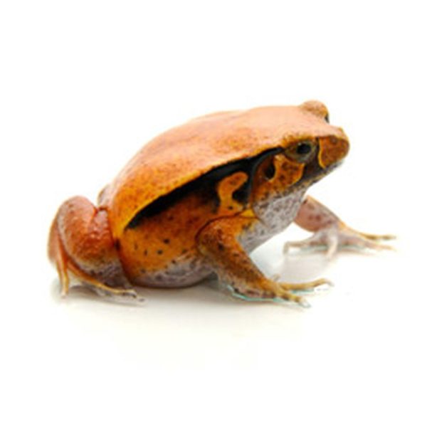 Tomato Frog For Sale