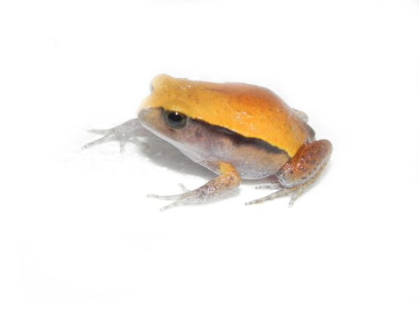 Tomato Frog For Sale