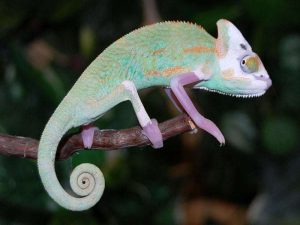 Translucent Veiled Chameleon for Sale