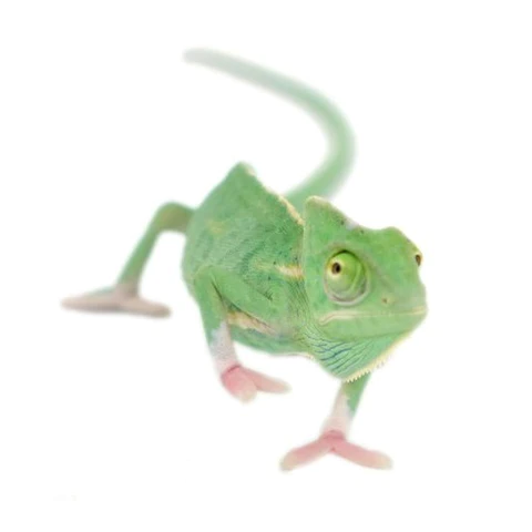 Translucent Veiled Chameleon for Sale