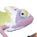 Translucent Veiled Chameleon for Sale