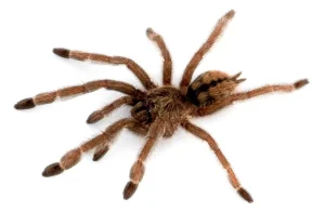 Trinidad Chevron Tarantula For Sale