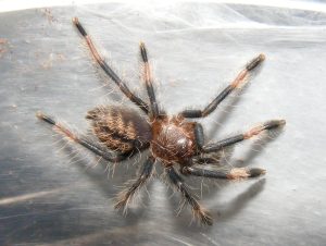 Trinidad Chevron Tarantula For Sale