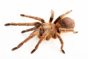 Trinidad Chevron Tarantula For Sale
