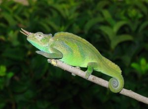 Two Horned Chameleon for Sale