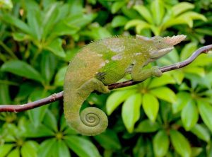 Two Horned Chameleon for Sale