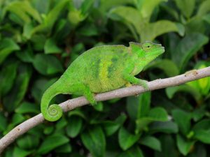 Two Horned Chameleon for Sale