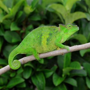 Two Horned Chameleon for Sale