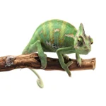 Veiled Chameleon for Sale