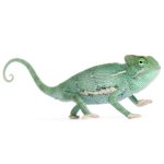 Veiled Chameleon for Sale