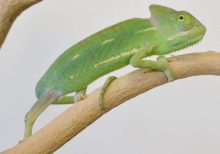 Veiled Chameleon for Sale