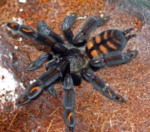 Venezuelan Sun Tiger Tarantula For Sale