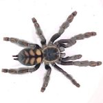 Venezuelan Sun Tiger Tarantula For Sale