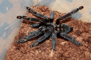 Venezuelan Sun Tiger Tarantula For Sale