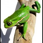 Waxy Monkey Tree Frog For Sale