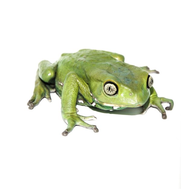 Waxy Monkey Tree Frog For Sale
