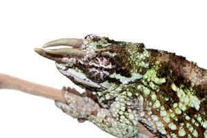 Werner's Chameleon For Sale