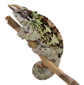 Werner's Chameleon For Sale