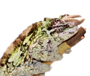 Werner's Chameleon For Sale