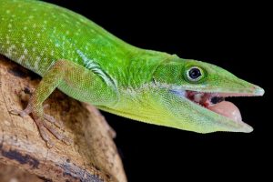White-lipped Anole - Image 3