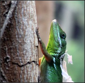 White lipped Anole For Sale