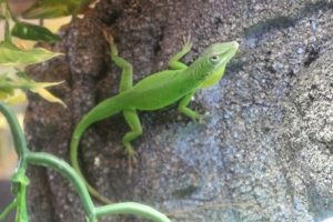 White lipped Anole For Sale