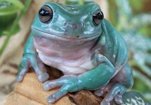 Whites Tree Frog For Sale