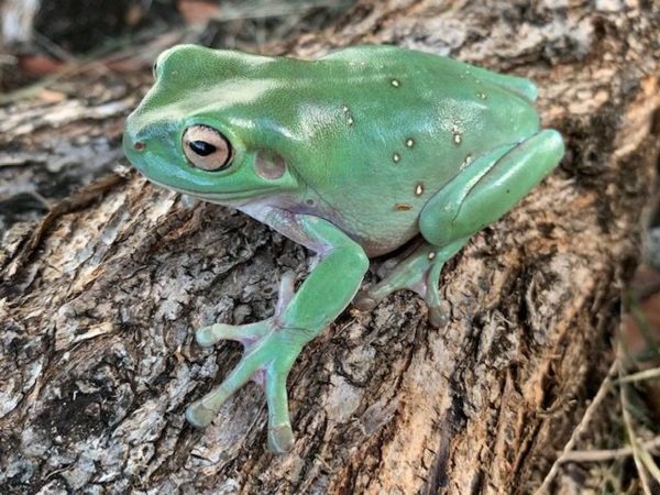 Whites Tree Frog For Sale