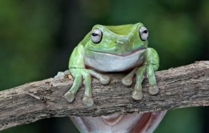 Whites Tree Frog For Sale