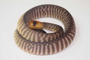 Woma Python For Sale
