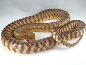 Woma Python For Sale