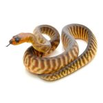 Woma Python For Sale