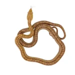 Yellow Rat Snake For Sale