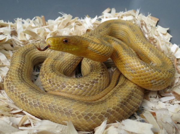 Yellow Rat Snake For Sale