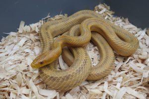 Yellow Rat Snake For Sale