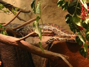 African Rock Python For Sale