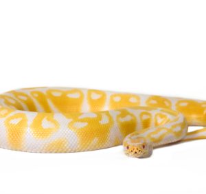 Albino Ball Python For Sale | In Stock Now, Don't Miss - Exotic Pet Reptiles For Sale