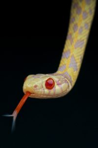 Albino Garter Snake For Sale