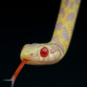 Albino Garter Snake For Sale