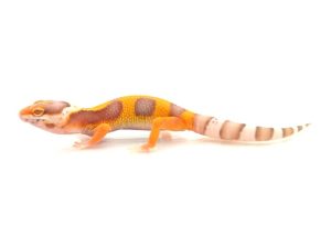 Albino Leopard Gecko For Sale
