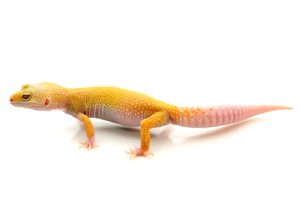 Albino Leucistic Leopard Gecko for Sale