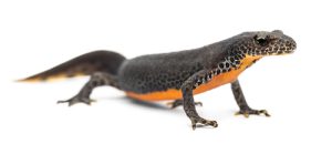 Alpine Newt For Sale
