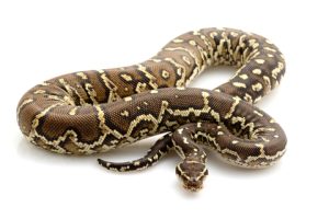 Angolan Python For Sale