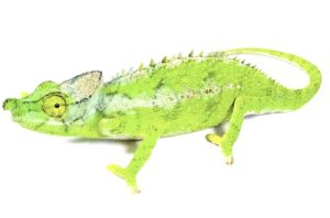 Antimena Chameleon for Sale