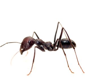 Live Harvester Ants For Sale