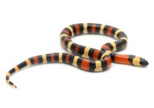 Apricot Pueblan Milk Snake For Sale